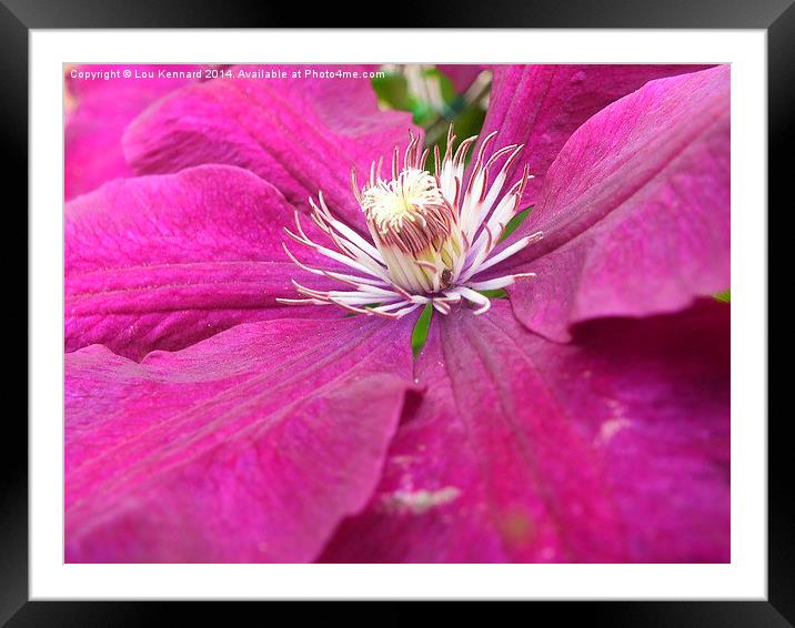 Purple Flower Framed Mounted Print by Lou Kennard