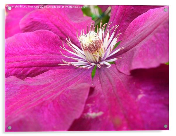 Purple Flower Acrylic by Lou Kennard
