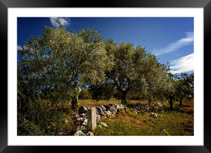 Olive Grove Framed Mounted Print by Dave Wilkinson North Devon Ph