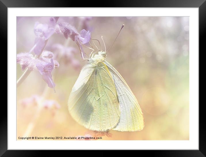 Cabbage White Butterfly Framed Mounted Print by Elaine Manley