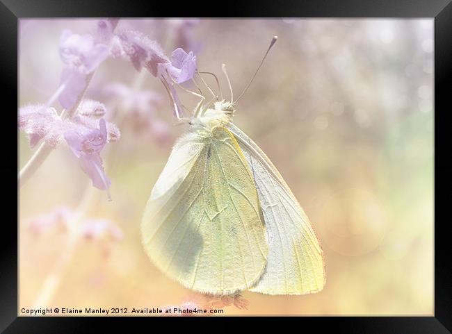 Cabbage White Butterfly Framed Print by Elaine Manley