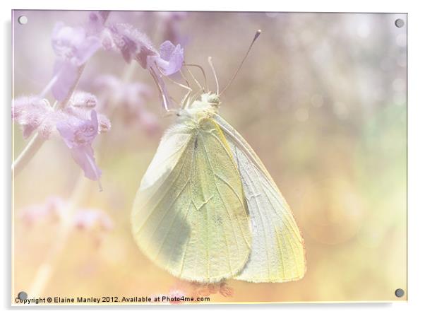 Cabbage White Butterfly Acrylic by Elaine Manley
