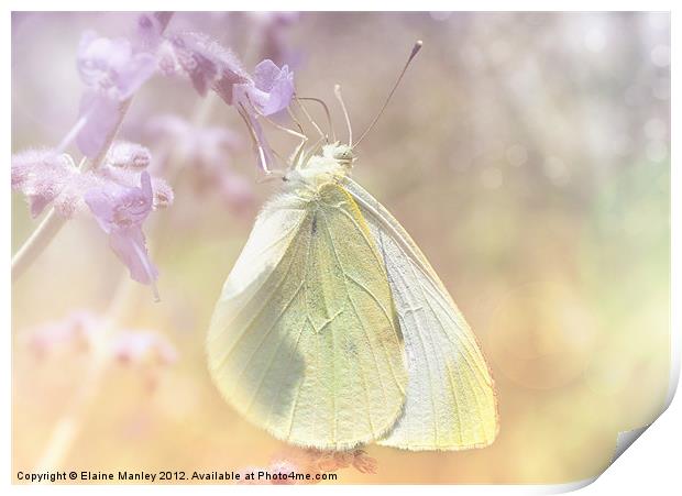 Cabbage White Butterfly Print by Elaine Manley