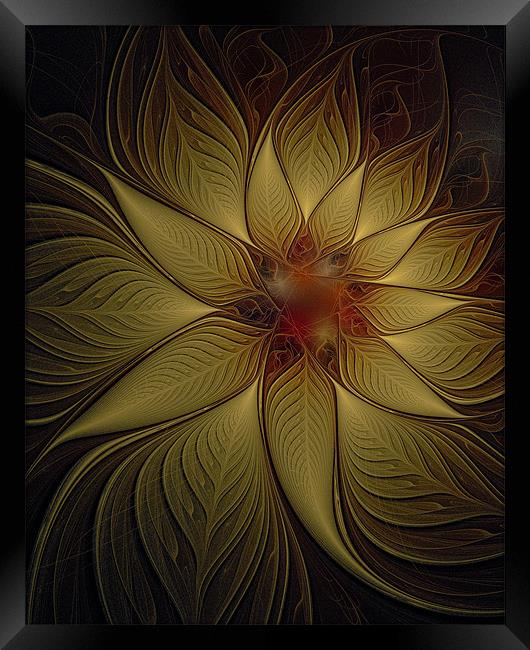 Golden Poinsettia Framed Print by Amanda Moore
