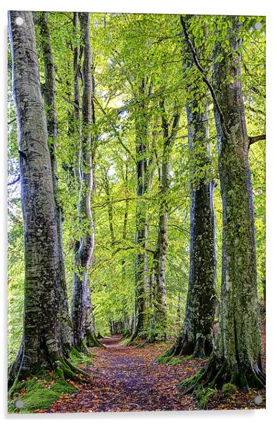 Woodland Path Acrylic by Sam Smith