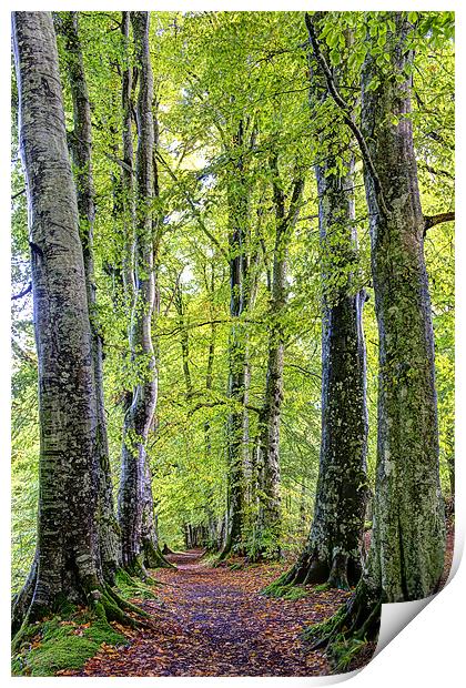 Woodland Path Print by Sam Smith