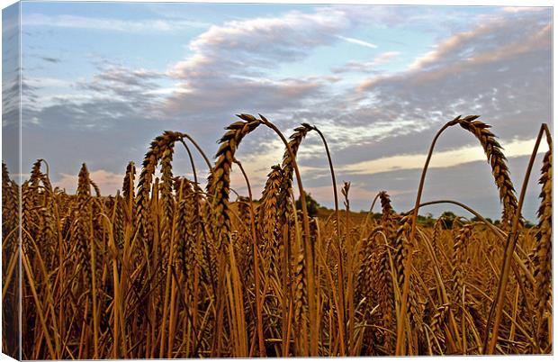 Down in the Wheat Field Canvas Print by graham young