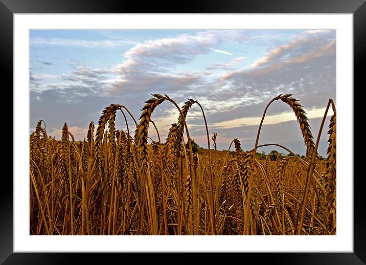 Down in the Wheat Field Framed Mounted Print by graham young