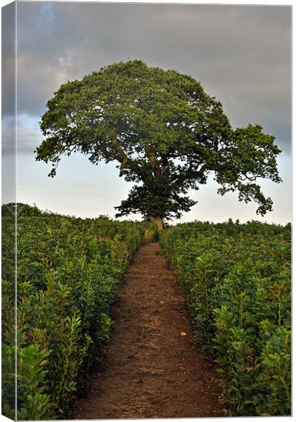 Lone Tree in a Bean Field Canvas Print by graham young