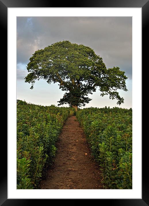Lone Tree in a Bean Field Framed Mounted Print by graham young