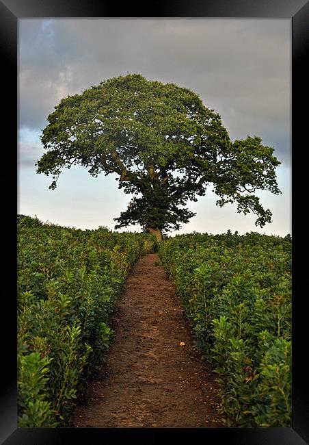 Lone Tree in a Bean Field Framed Print by graham young