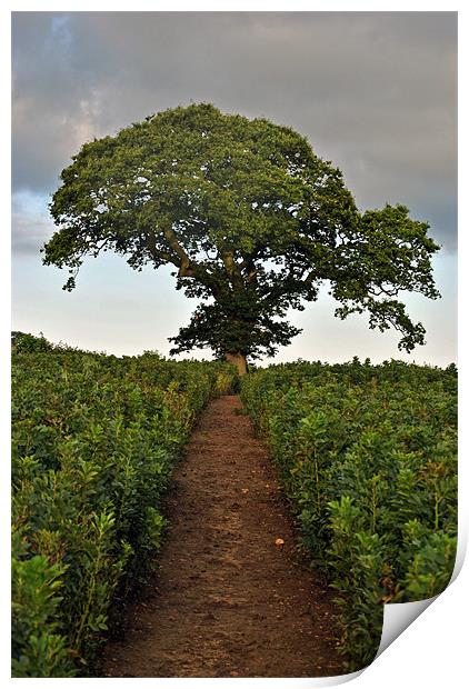 Lone Tree in a Bean Field Print by graham young