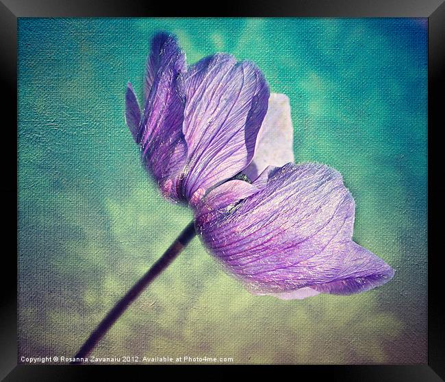 Delicately Anemone. Framed Print by Rosanna Zavanaiu