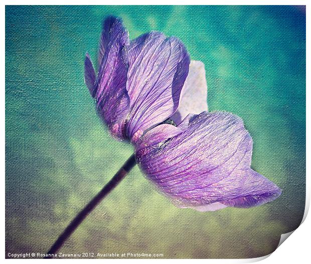 Delicately Anemone. Print by Rosanna Zavanaiu