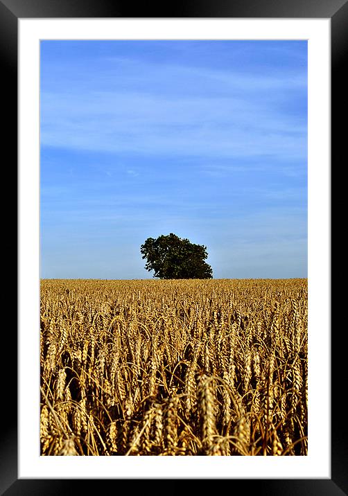 Lone Tree in a Field of Wheat Framed Mounted Print by graham young