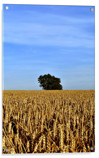 Lone Tree in a Field of Wheat Acrylic by graham young
