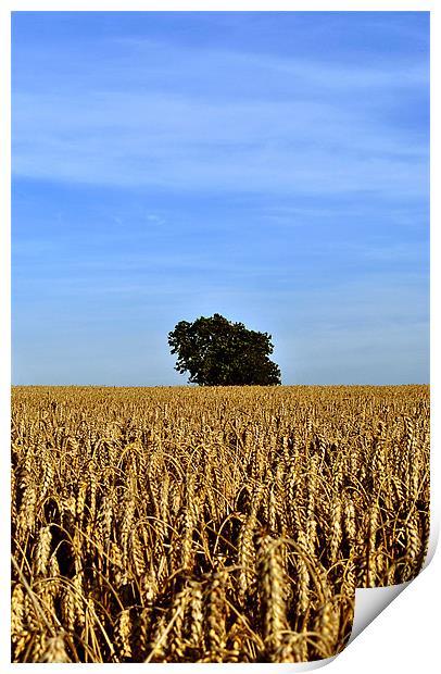 Lone Tree in a Field of Wheat Print by graham young
