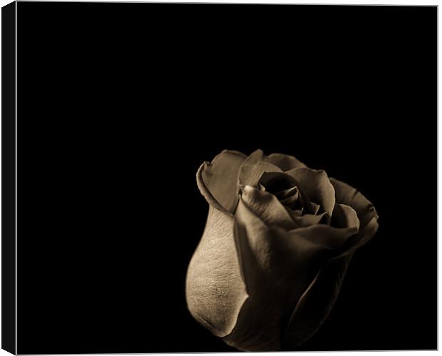 New Rose Canvas Print by Timothy Large