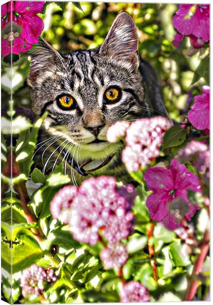 floral feline Canvas Print by meirion matthias