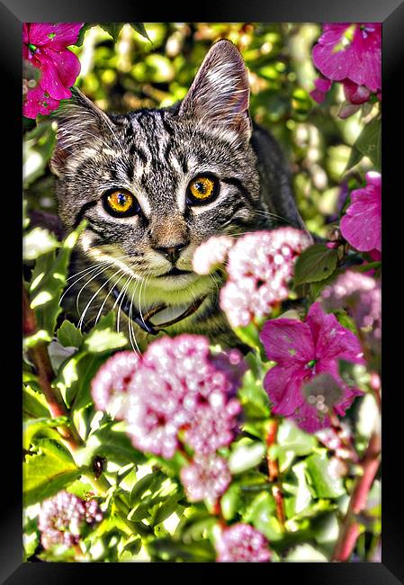 floral feline Framed Print by meirion matthias
