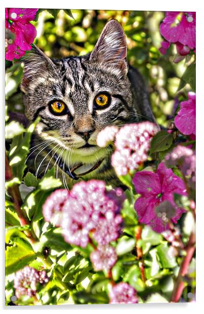 floral feline Acrylic by meirion matthias