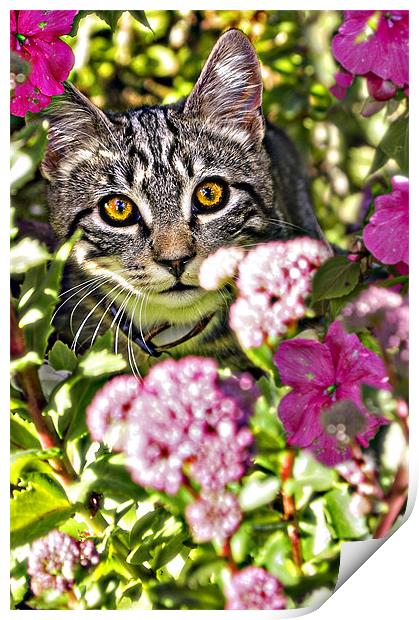 floral feline Print by meirion matthias