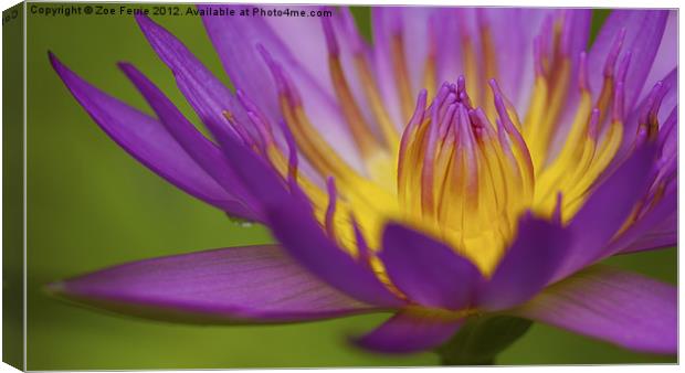 Water Lily Canvas Print by Zoe Ferrie