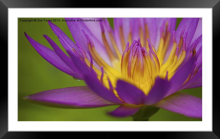 Water Lily Framed Mounted Print by Zoe Ferrie