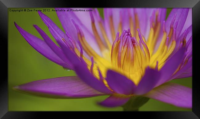 Water Lily Framed Print by Zoe Ferrie