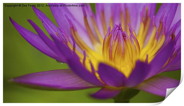 Water Lily Print by Zoe Ferrie
