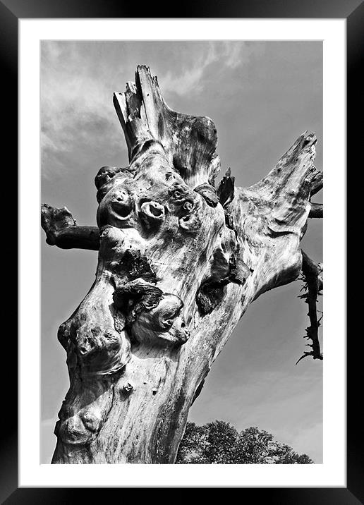 Monkey Ghosts in the Tree Framed Mounted Print by Arfabita  