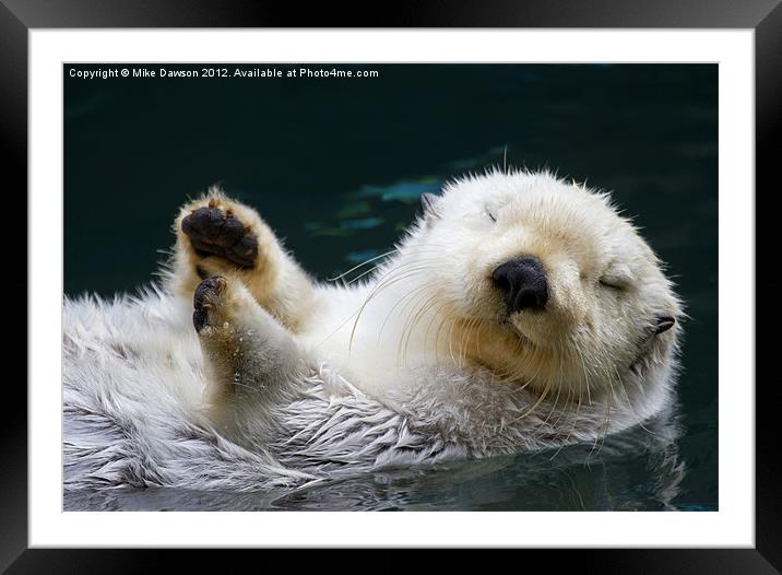Napping on the Water Framed Mounted Print by Mike Dawson