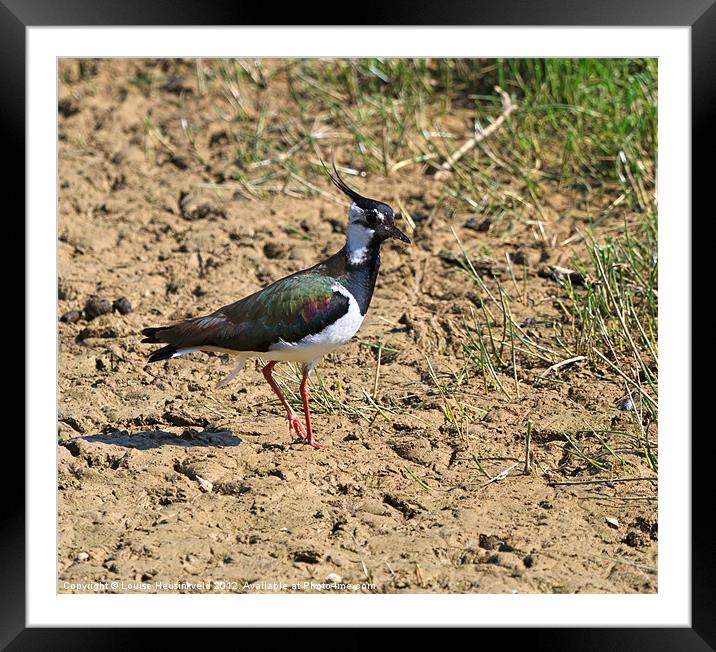 Northern Lapwing, Vanellus vanellus Framed Mounted Print by Louise Heusinkveld