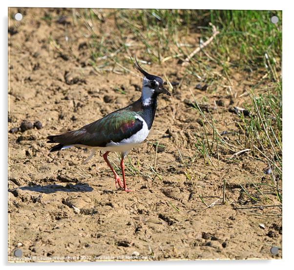 Northern Lapwing, Vanellus vanellus Acrylic by Louise Heusinkveld