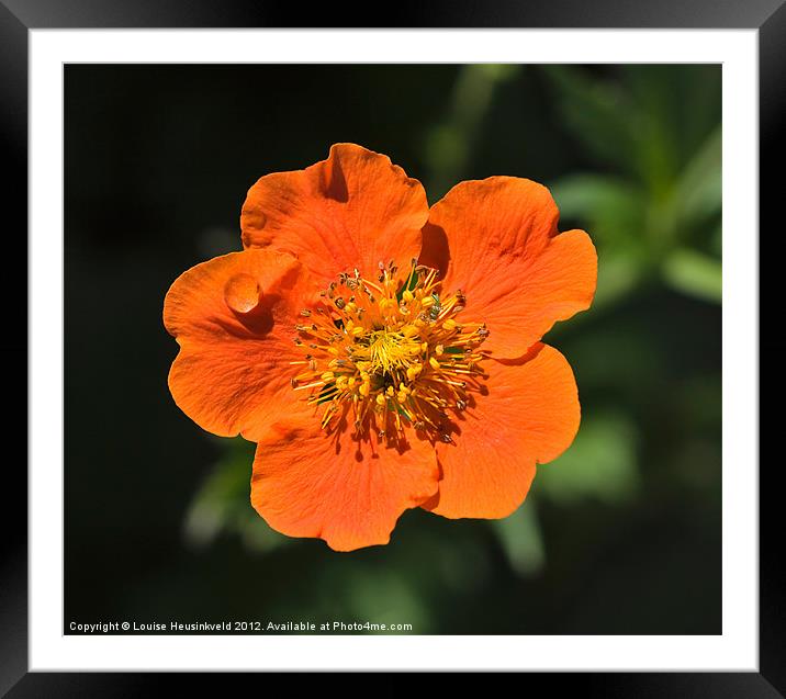 Orange bloom of Geum Nordek Framed Mounted Print by Louise Heusinkveld