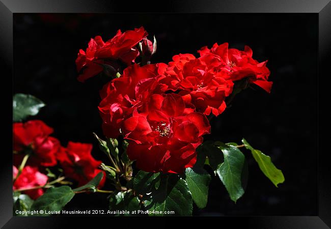 Vibrant Red Blooms of Rose La Sevillana Framed Print by Louise Heusinkveld