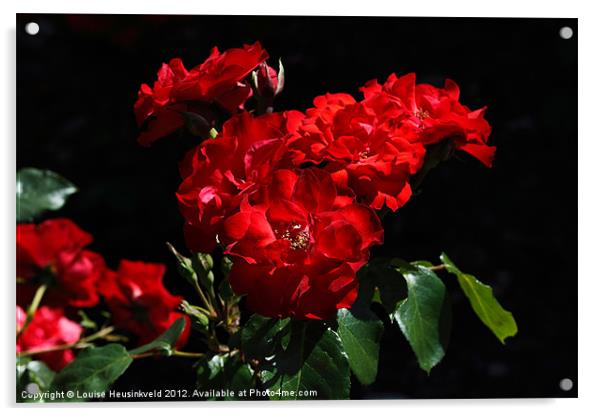 Vibrant Red Blooms of Rose La Sevillana Acrylic by Louise Heusinkveld