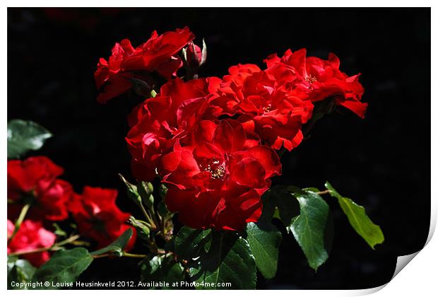 Vibrant Red Blooms of Rose La Sevillana Print by Louise Heusinkveld