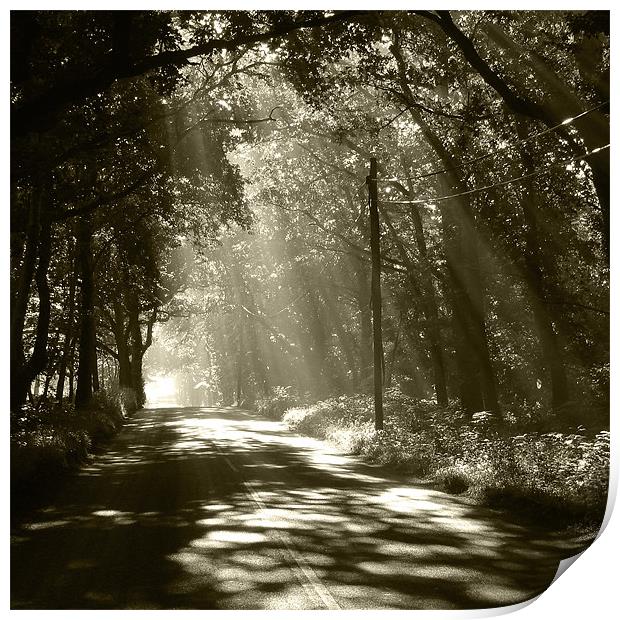 Sepia - Sunlight through the trees Print by Neil Gregory