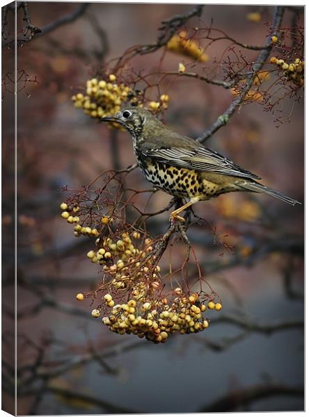 MISTLE THRUSH Canvas Print by Anthony R Dudley (LRPS)