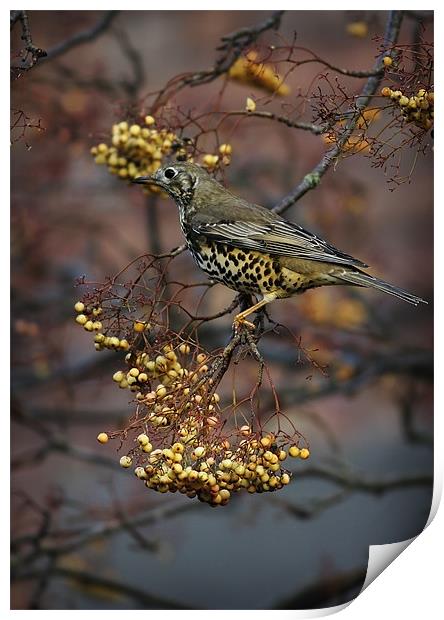 MISTLE THRUSH Print by Anthony R Dudley (LRPS)