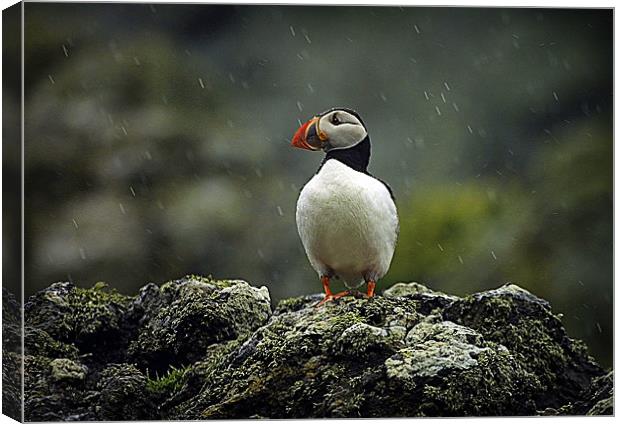 PUFFIN IN THE RAIN Canvas Print by Anthony R Dudley (LRPS)