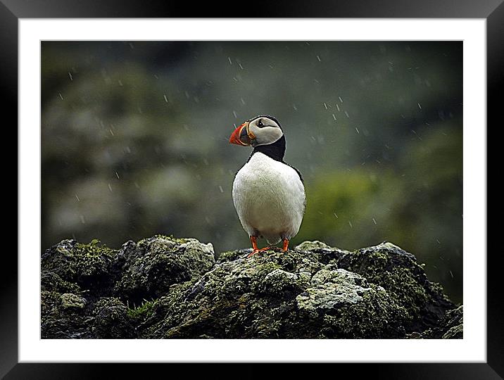 PUFFIN IN THE RAIN Framed Mounted Print by Anthony R Dudley (LRPS)