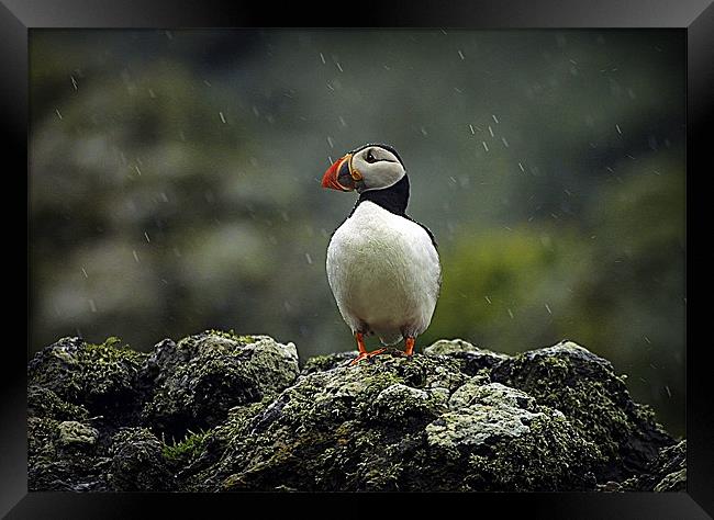 PUFFIN IN THE RAIN Framed Print by Anthony R Dudley (LRPS)