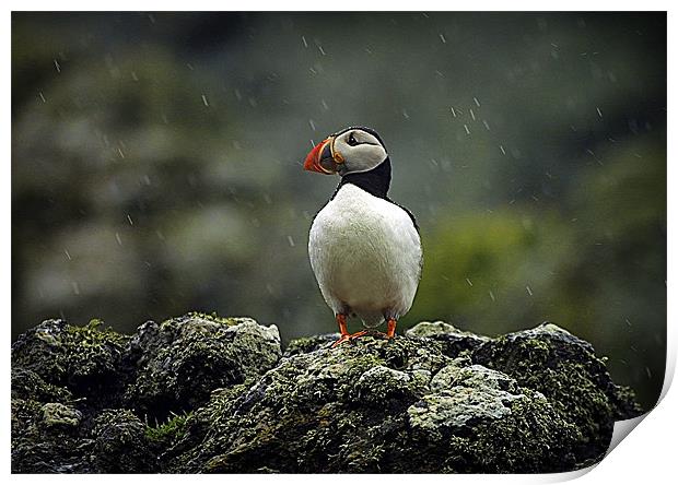 PUFFIN IN THE RAIN Print by Anthony R Dudley (LRPS)