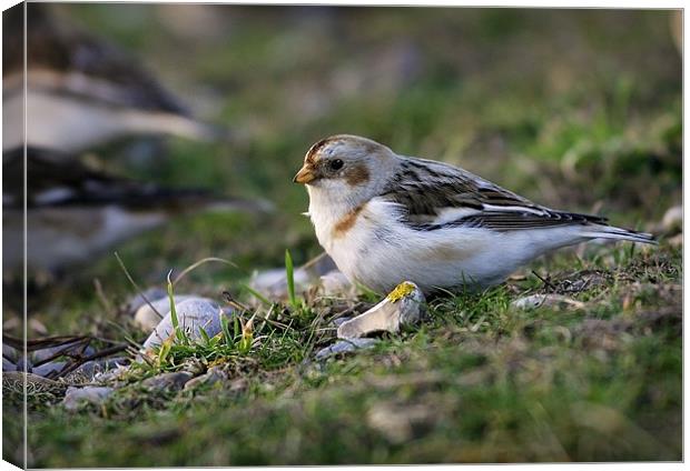 SNOW BUNTING Canvas Print by Anthony R Dudley (LRPS)