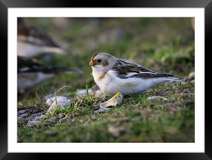 SNOW BUNTING Framed Mounted Print by Anthony R Dudley (LRPS)