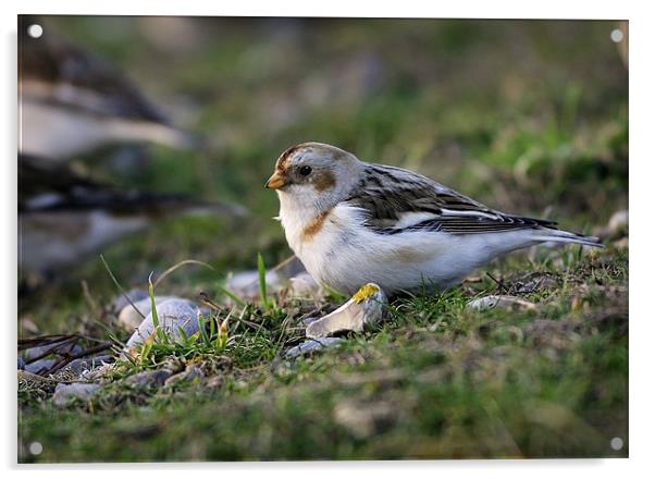 SNOW BUNTING Acrylic by Anthony R Dudley (LRPS)