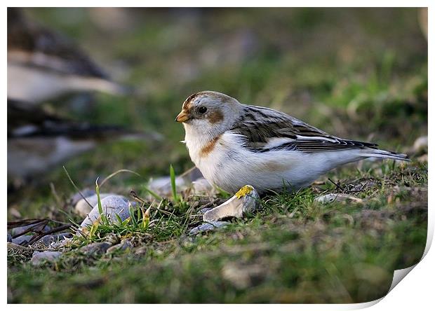 SNOW BUNTING Print by Anthony R Dudley (LRPS)