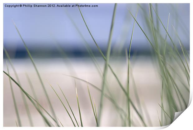 abstract beach grass sky 02 Print by Phillip Shannon